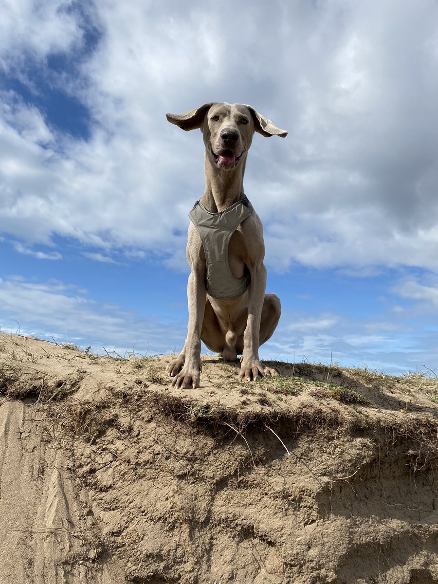 becky2dickinson's tweet photo. I’m a bit biased, but…..😍 #weimaraner #devondogs https://t.co/500wZa6SYC