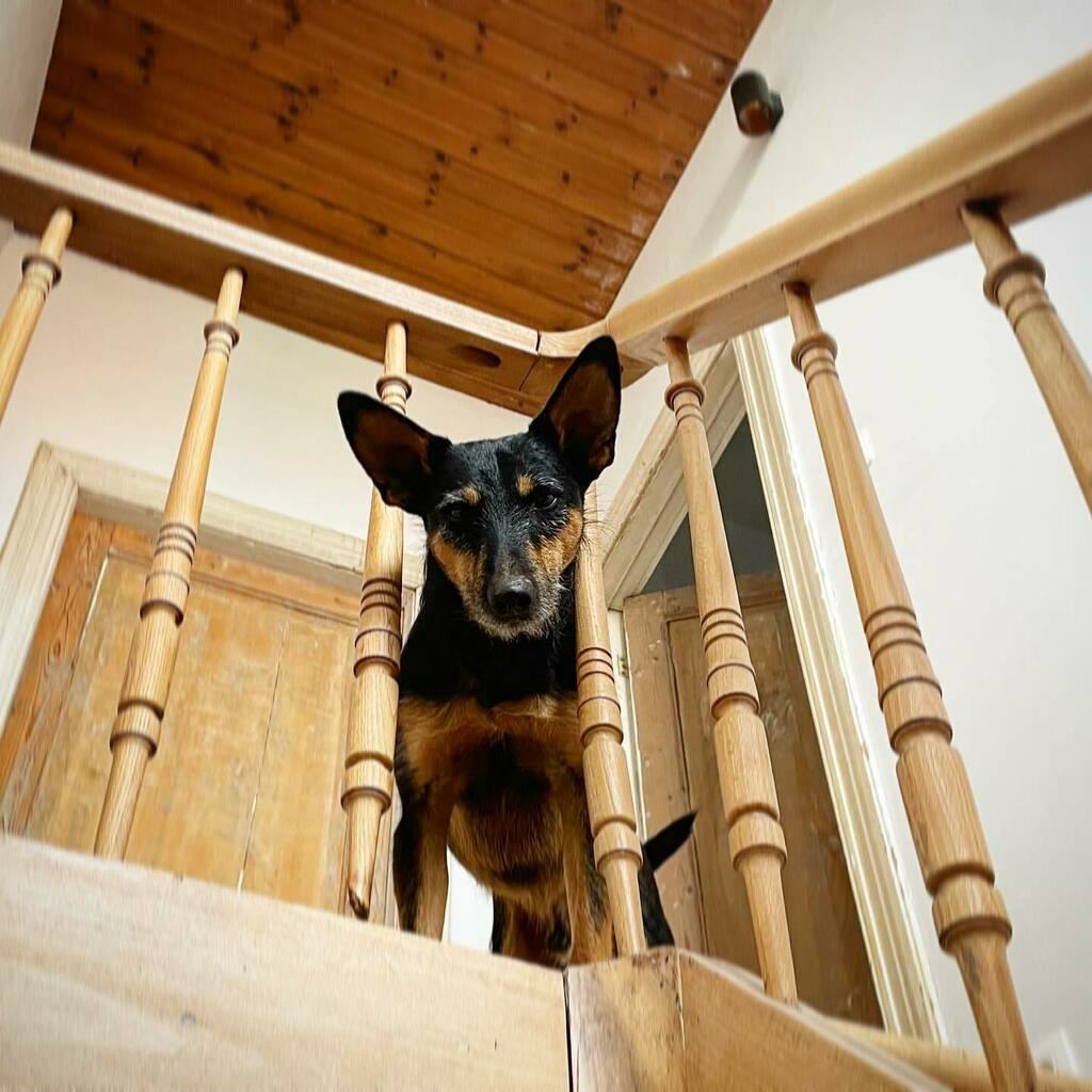 JanaElzaWuyts's tweet photo. De wat-zal-ik-nu-eens-uitsteken-blik π€ͺ Boef is een pro.
#weekend #lookout #podenco #adoptdontshop #dogsofantwerpen https://t.co/jj4YDcfH4d https://t.co/juT2KKW8sA