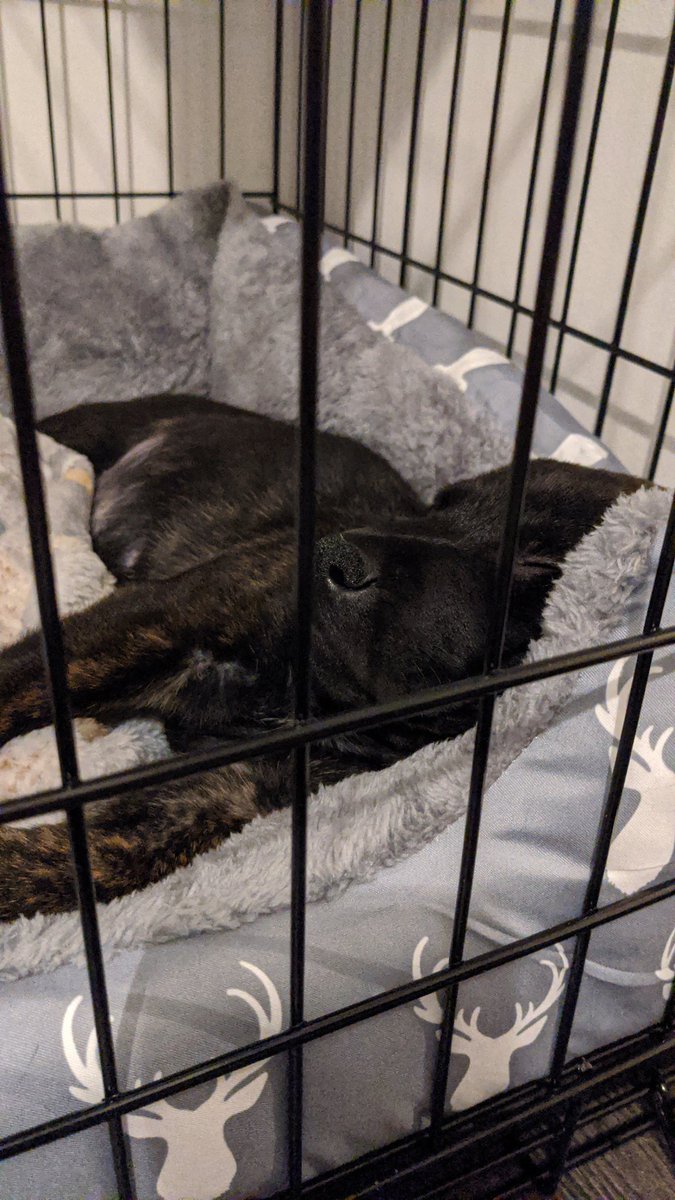MegaGiddyDee's tweet photo. Meet Ronan Rottie x Lab x staffy x Greyhound https://t.co/l84r83B8pl