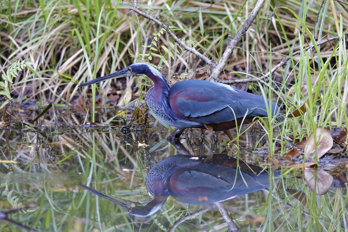 Sungrebe and Agami Heron ... two of the watery species I eventually caught up with in Costa Rica last month.