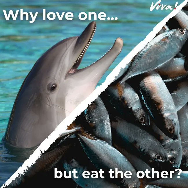 This #WorldAquaticAnimalDay we would like to address the speciesism in the room - why love one but eat the other? 🐬🐟 

#AquaticAnimalDay #Veganism