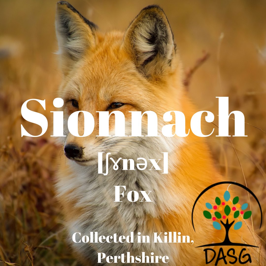 DASG_Glaschu's tweet photo. https://t.co/YXl73qzOXi
🦊
SIONNACH - FOX
🌳
#Sionnach #MadadhRuadh #Balgair #Fox #ScottishWildlife #FiadhBheathanahAlba #Wildlife
🌃
#CillFhinn #Killin #LochTatha #LochTay #SiorrachdPheairt #Perthshire #Alba #Scotland
#Gàidhlig #Gaelic
#DigitalArchiveofScottishGaelic #DASG https://t.co/sbJ1KTE8Kf
