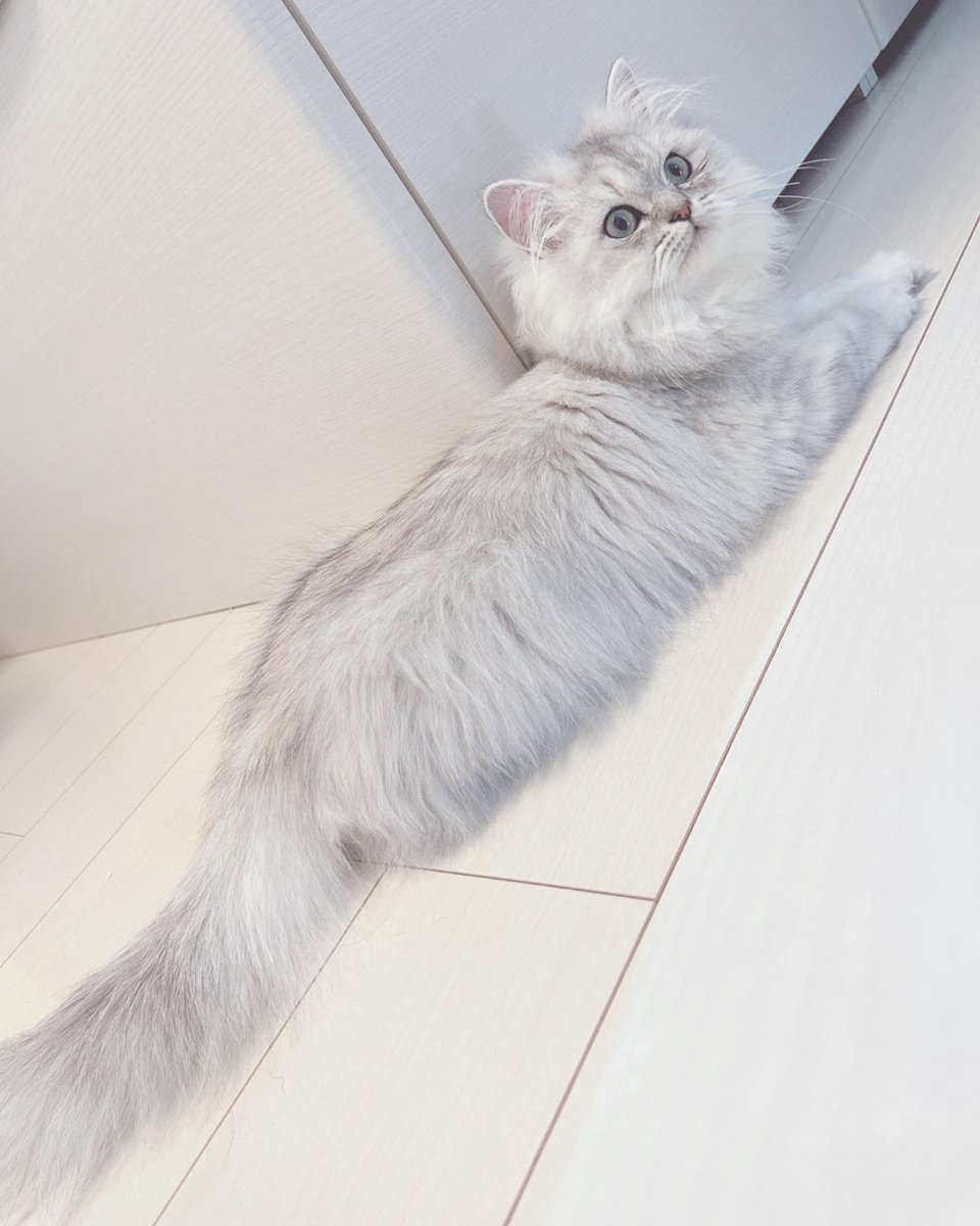 Lilly_raga's tweet photo. ふっわふわ😶‍🌫️

#猫 #猫好きさんと繋がりたい https://t.co/KMXNuLb4Su