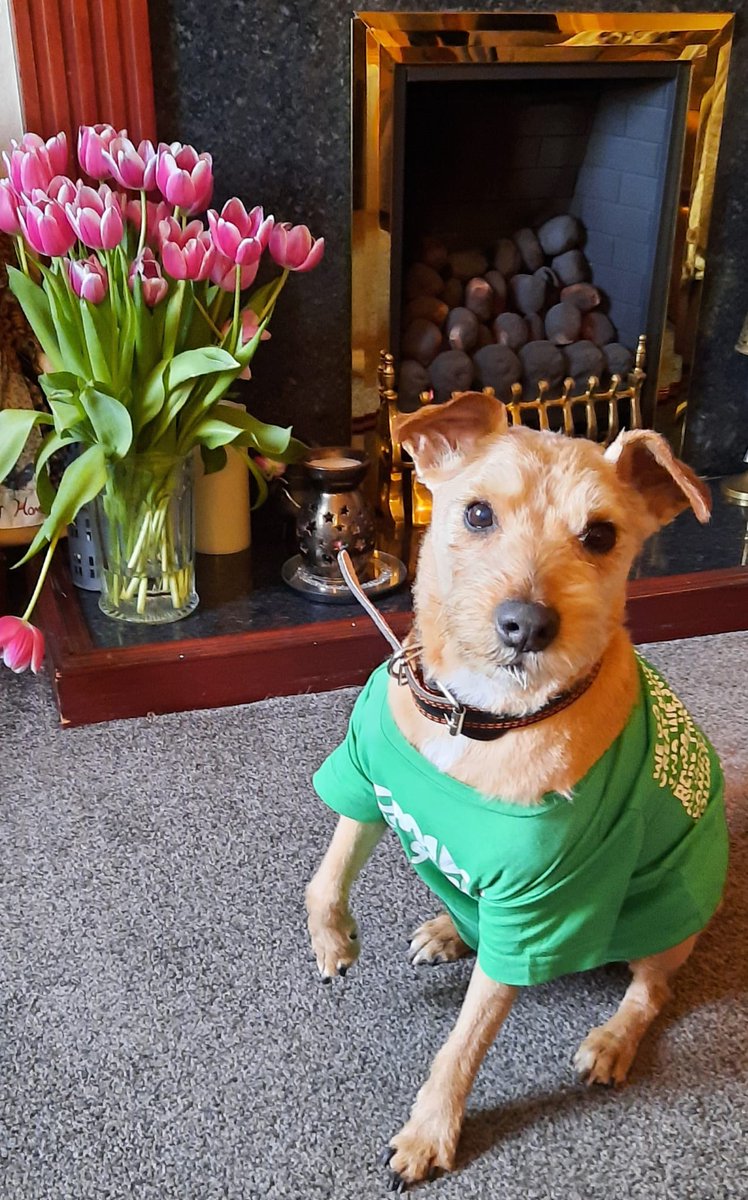 Show us your #DogsofMacmillan! Here’s the gorgeous Eddie, our very own Julia’s beautiful pooch 🐶