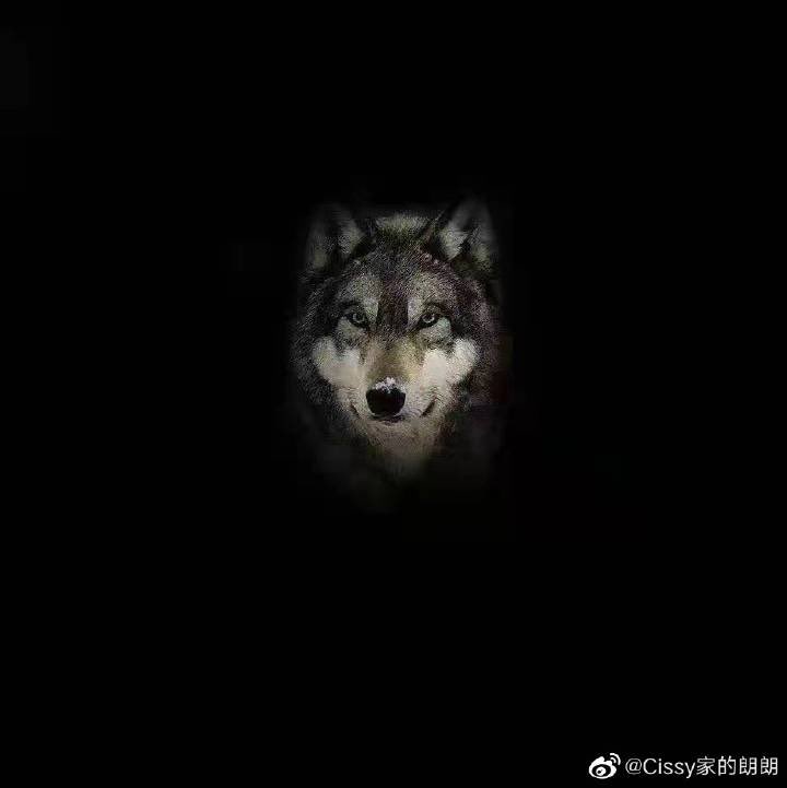dwxwxb's tweet photo. 아무래도 그들을 위챗펑요로 등록해놓은 누군가가 뿌린 것 같은 느낌잌ㅋㅋㅋㅋ 늑대는 아까 초저화질로 보고 니앤 자켓인 줄 알았어 여튼 이게 최근 프로필 사진이라는거지? 프로필도 커플같냏 https://t.co/i7B1bqFfDp