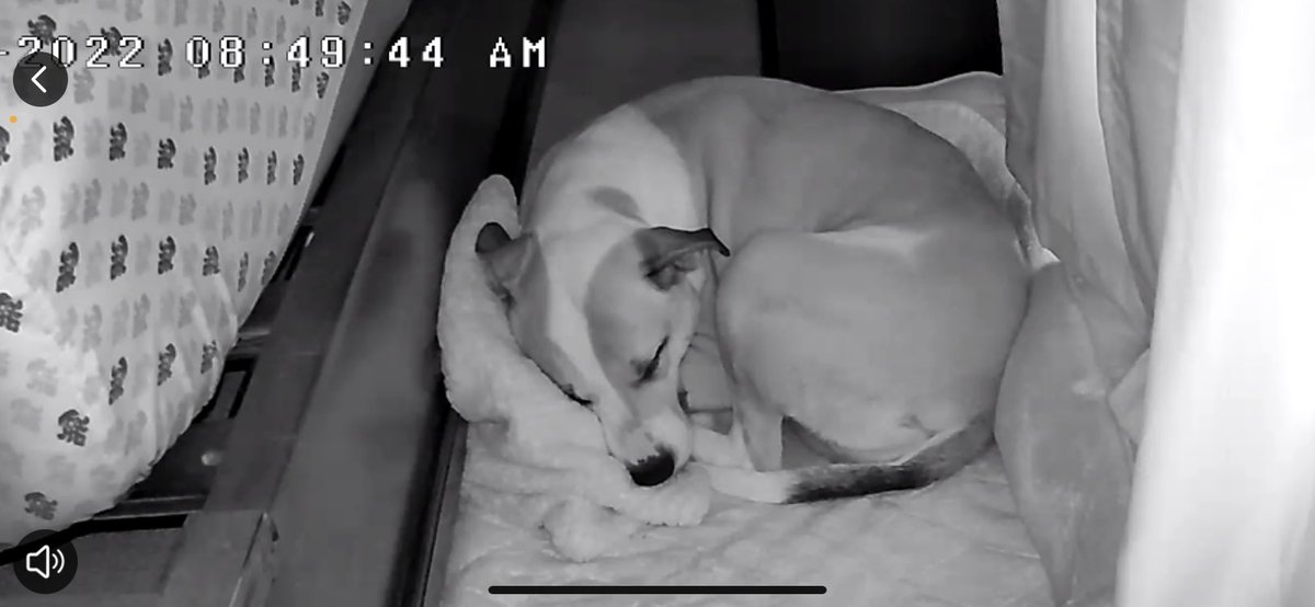 all_daddys's tweet photo. @whereisMUNA here’s a picture of my puppy sleeping, can you please bring back Gayotic?? https://t.co/kyNEe04ZeP