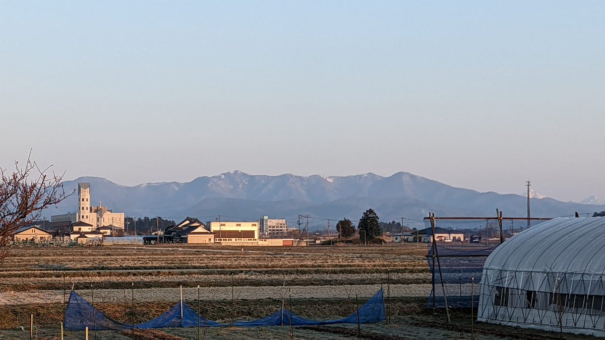 DigitalmoreTV's tweet photo. 2022.4.3　梅の花が咲いていますが、霜が降りました。 https://t.co/5hrXlvGtTA