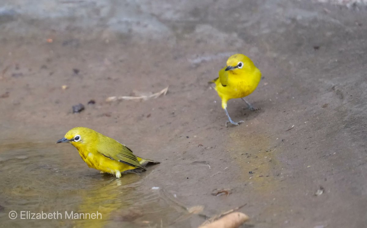 BalabaCamp's tweet photo. We don't see the Yellow White-Eye very often, so we were delighted to have a pair visiting the pool for a dip. #Gambia #birdwatching #BirdPhotography https://t.co/rKVQ3KV6fZ