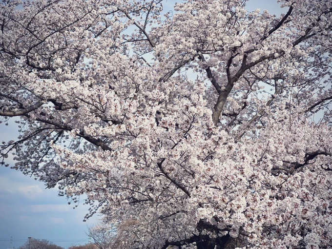 昨日花見した 