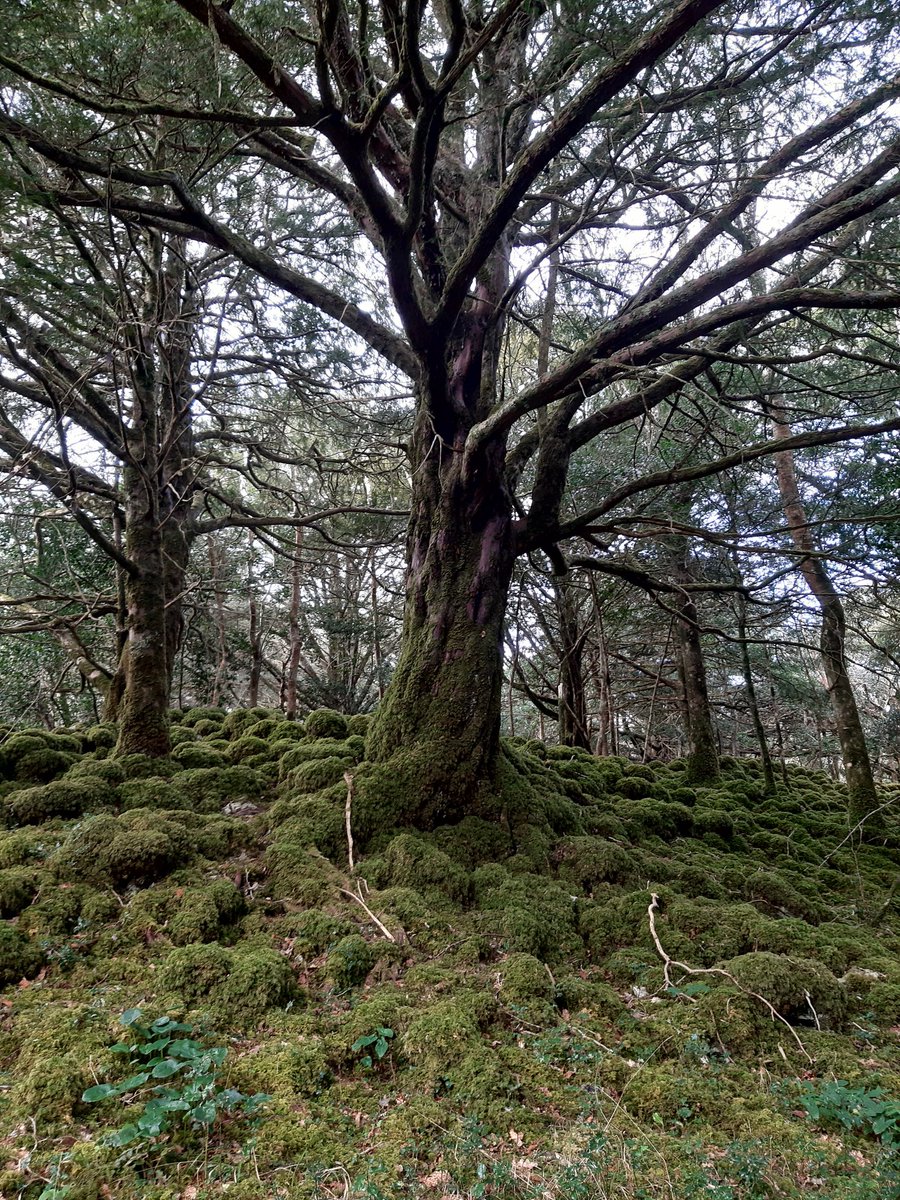 Gallivanting.ie tweet media