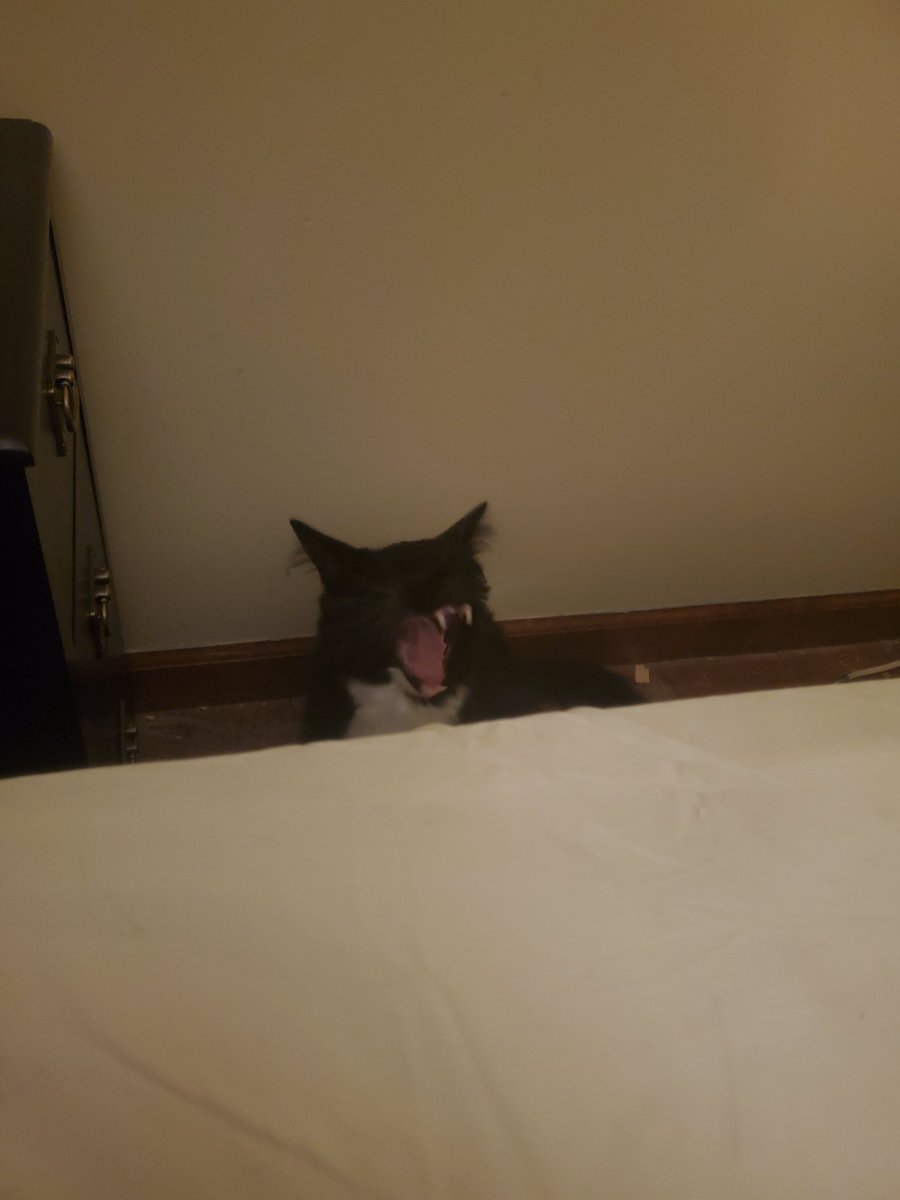 Alright you furry little bastard I'll get up