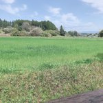 ツイートに含まれる画像