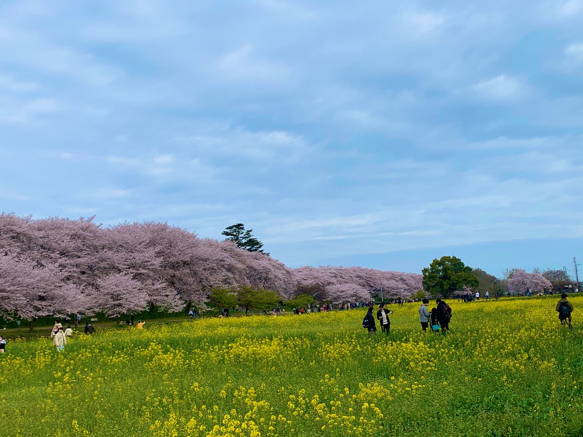 立ち入り禁止の菜の花畑に入りこんで撮影するのが流行ってるらしい やめろ Togetter