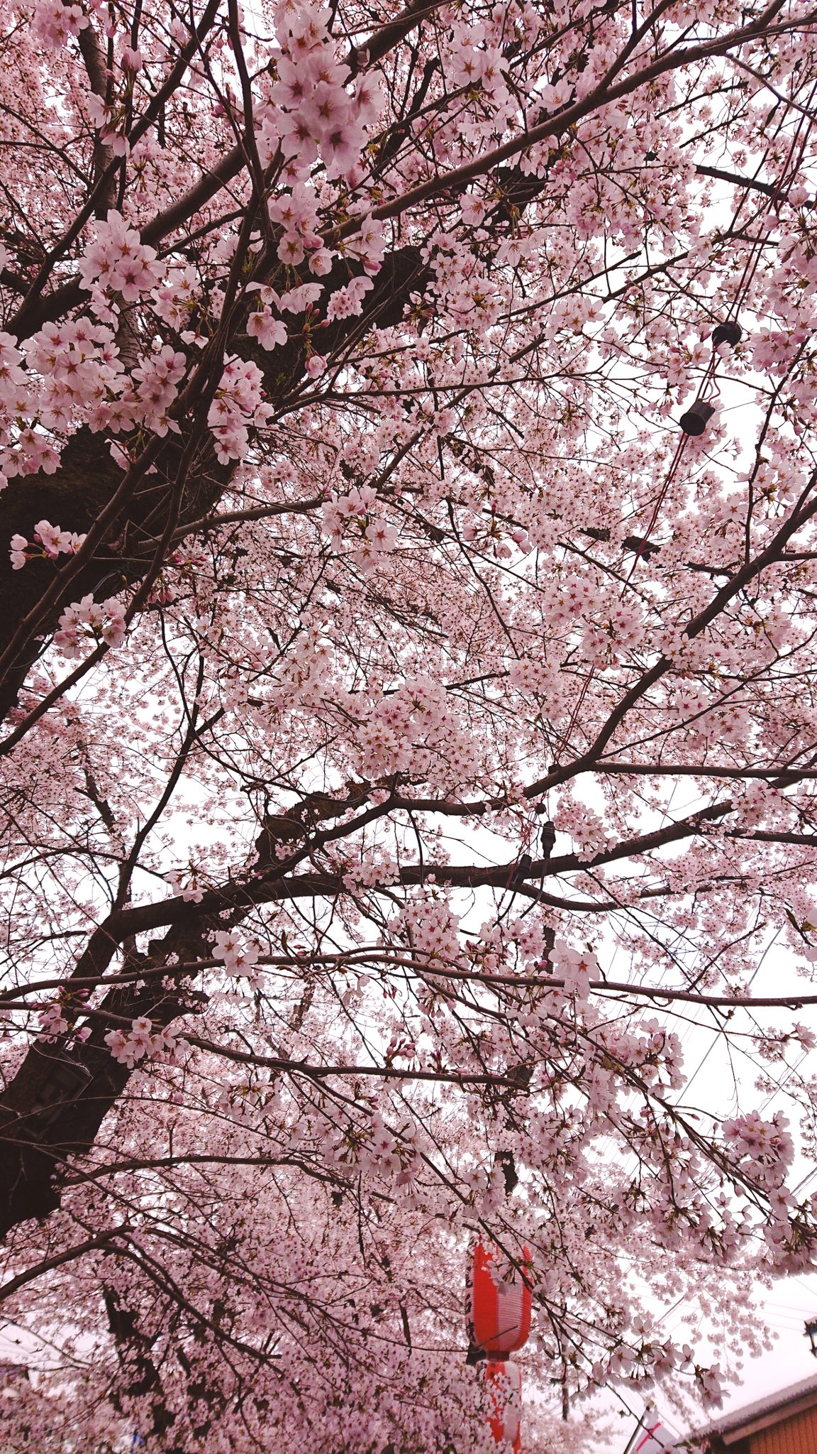 Seiko The Samurai Seikothesam Twitter