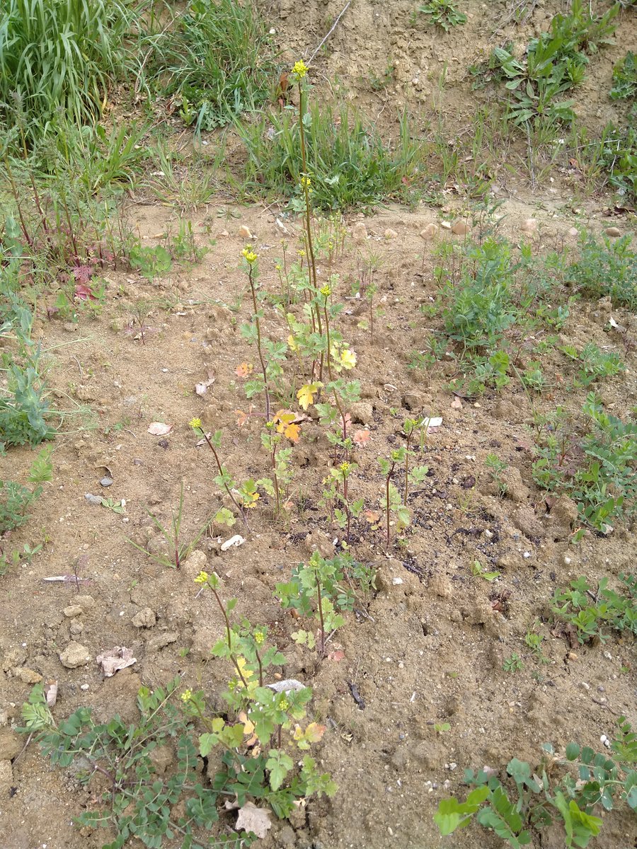 François Magimel tweet media