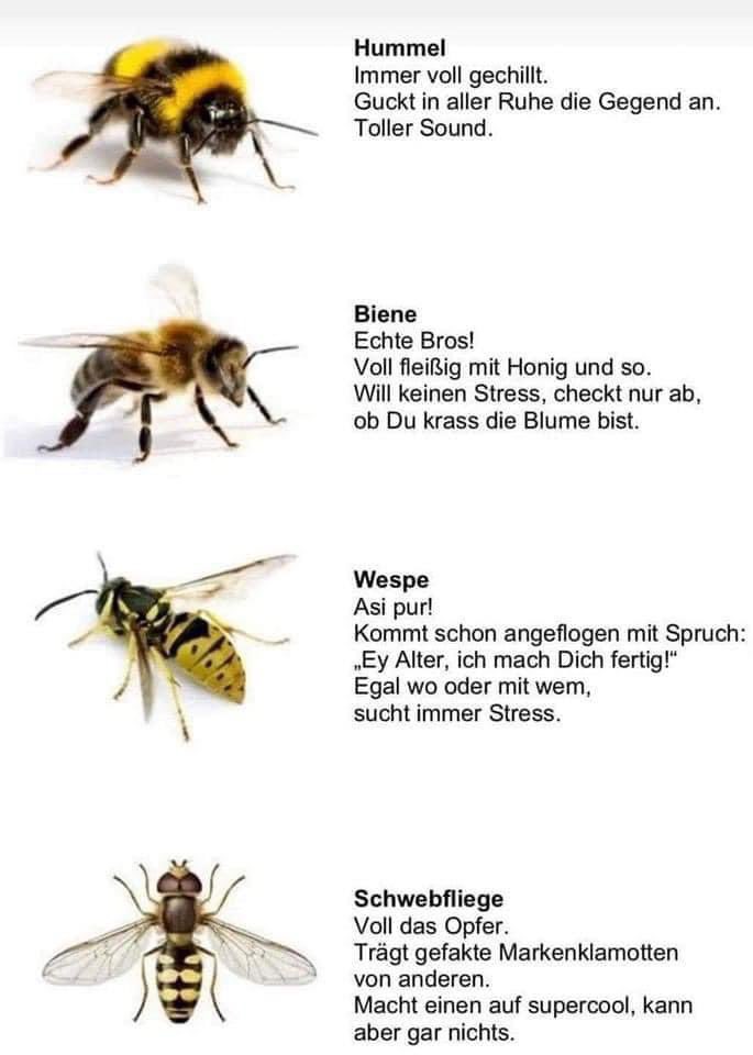 😆🐝👍🏼🫶🏼