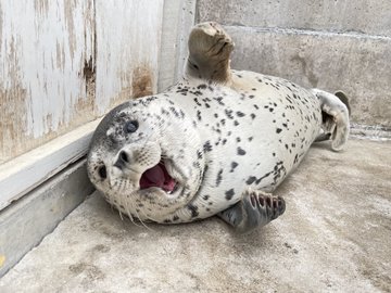 動物園驚見巨大 炸蝦海豹 全身裹金黃麵衣笑超嗨網萌暈 來一條天婦羅 動物新鮮事 Udn寵物部落