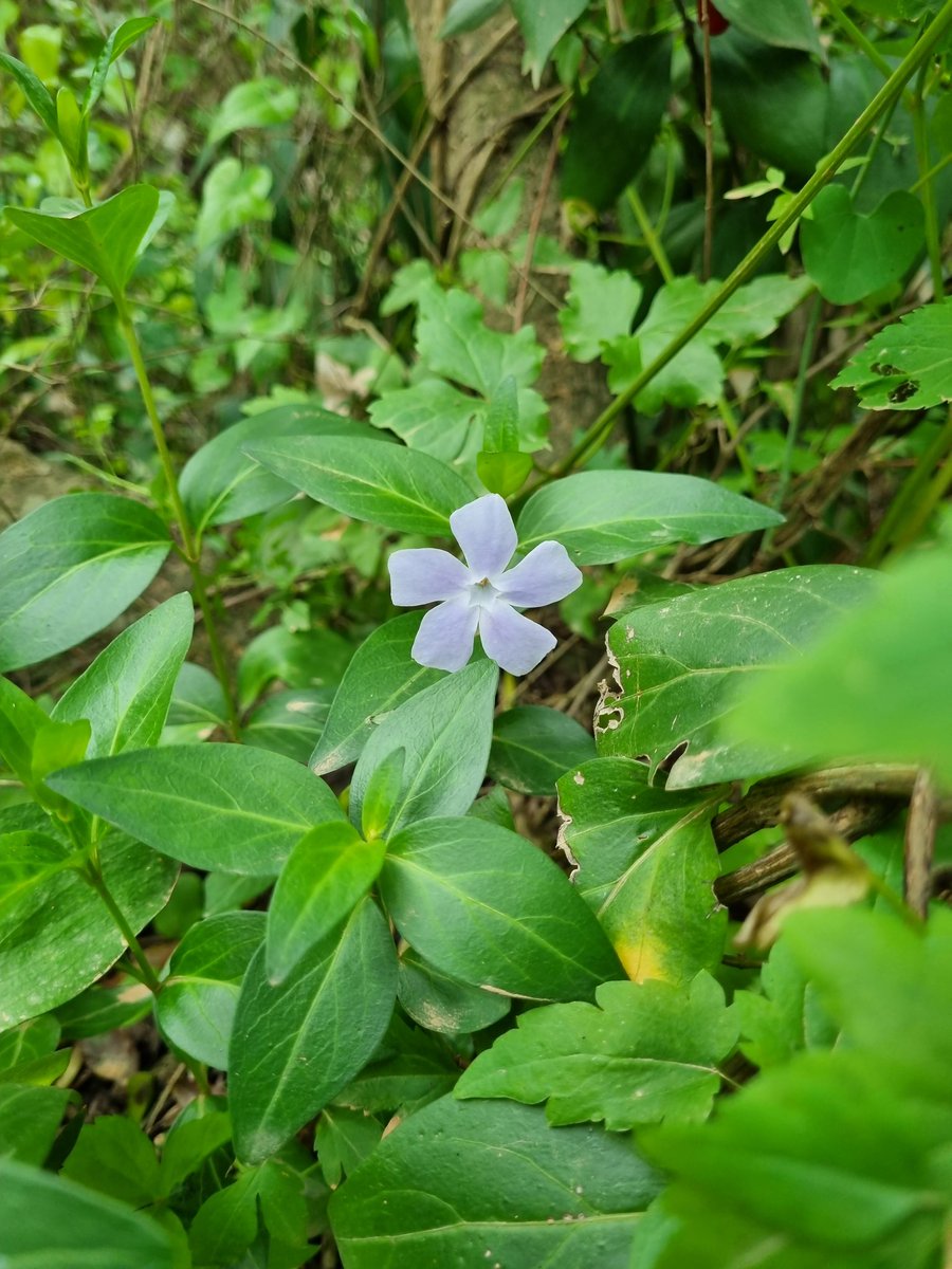 jochaguy's tweet photo. Just seen this at location in Upper Rock 
Is this the Rock Campion ?
If so I belive last sighted in the wild in 2018.
@cortes_john 
#ghons #nature #rockcampion https://t.co/4gQyHcSIeC