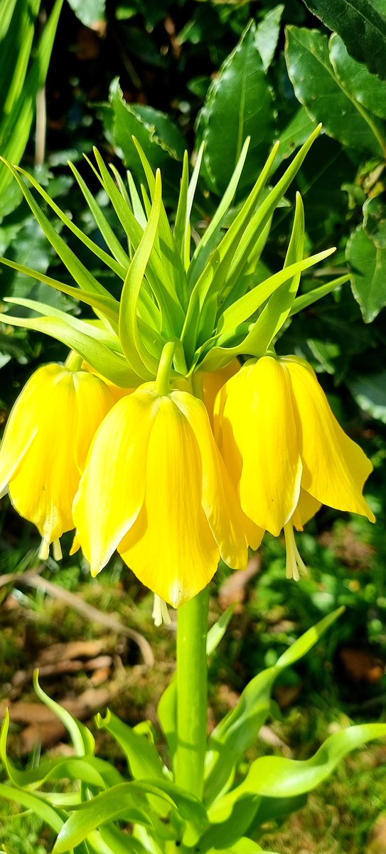 gower_gardener's tweet photo. #SundayYellow I thought this bright yellow fritillaria imperialis 'Aurora' was going to be orange! But I'm not complaining, it's gorgeous 🤗💛
#aurora #Flowers #garden #GardeningTwitter #sundayvibes https://t.co/aeNgowKV4i