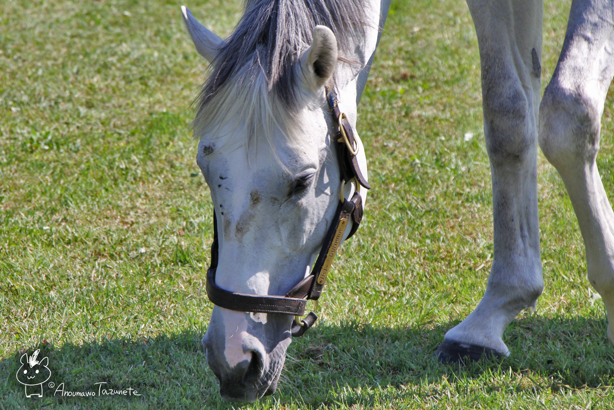 あの馬を訪ねて on Twitter 