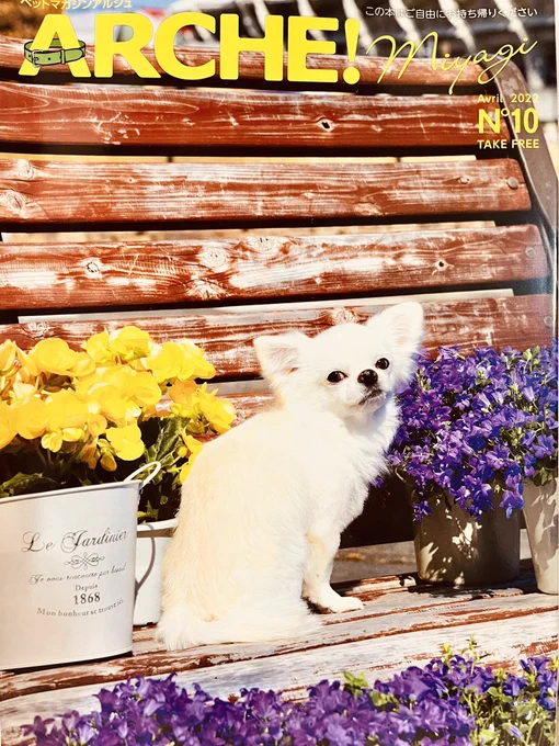 3月25日発行のアルシュに
4コマ「アルくんとシュシュちゃん」
最新話が掲載されています🐶🐱👶

秋田犬&amp;猫ちゃん&amp;赤ちゃんの
可愛い日常に
クスッと癒されてください〜☘️

#フリーマガジン
#4コマ漫画
#秋田犬
#ソマリ

【宮城のフリーマガジン📙アルシュHP⬇️】
https://t.co/Ubustw8MG1 