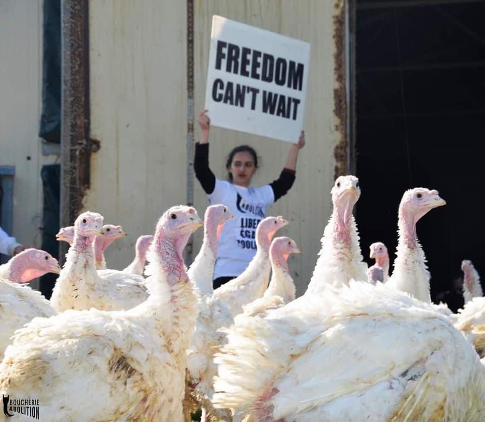 Julesk23's tweet photo. REPAIR A CAMP AND DELIVER THEM:
MAP OF CONCENTRATION CAMPS 
❌ No more movies, acts! Let's open the farms! To abolish slavery, let's free slaves! #ElevageAbolition
#FreedomCantWait #OpenTheCages #OpenTheFarms #EndHusbandry 
#AnimalLiberationNow #AnimalLiberation https://t.co/tEpeedPVDo