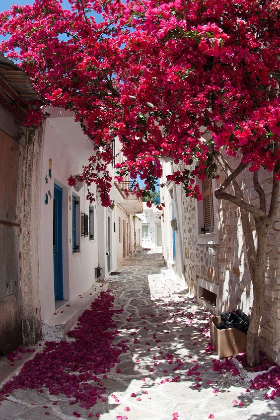 OfficialPLT's tweet photo. Mykonos 🌸 💗 https://t.co/n6ayK8F2qd