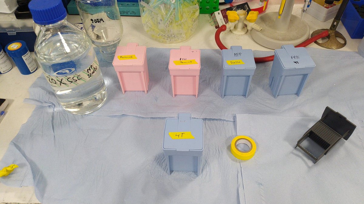 FISHing on Sunday #meiosis