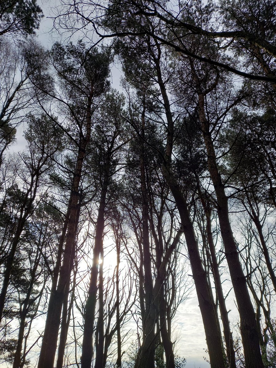 HELLSBELLS_DFYB's tweet photo. Solo Sunday morning pootle around #RaincliffeWoods #RiggsHead #ForgeValley @northyorkmoors it was so quiet and soothing for the soul @TrailRunningMag #trailrunning #headspace #headrunning #headrunner https://t.co/377dUuY4Qt