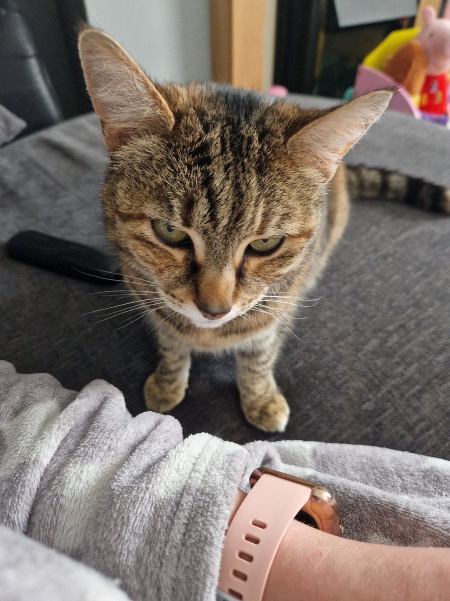 muscariamadge's tweet photo. Death stare because I won't stroke her 😂
'Touch me hooman!!'
#CatsOfTwitter #cat #pixie #pixiepops #catmama #cutie #stroppy #needycat https://t.co/j8jJ7FlIwp