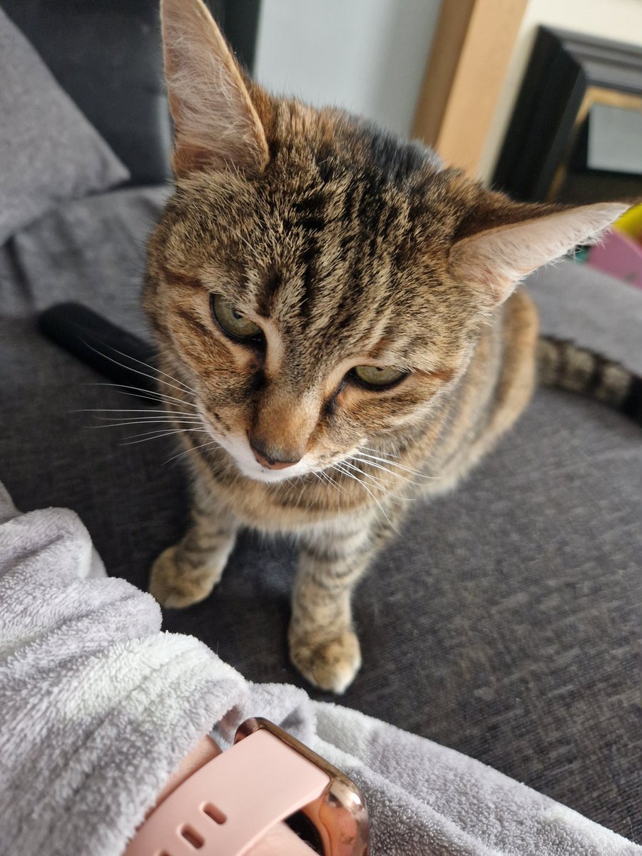 muscariamadge's tweet photo. Death stare because I won't stroke her 😂
'Touch me hooman!!'
#CatsOfTwitter #cat #pixie #pixiepops #catmama #cutie #stroppy #needycat https://t.co/j8jJ7FlIwp