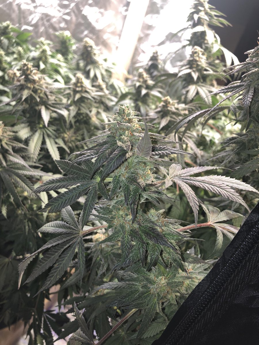 SeedsmanSeeds's tweet photo. 🌱 COOKIES AND CHILL CBD 2:1 🌱 The mother is a cross of pure Girl Scout Cookies and LA Confidential while its father is a Seedsman CBD.

👨‍🌾 Russel-sprouts on #Reddit.

#SeedsmanSeeds x #MedMarch https://t.co/KYup1yoskv