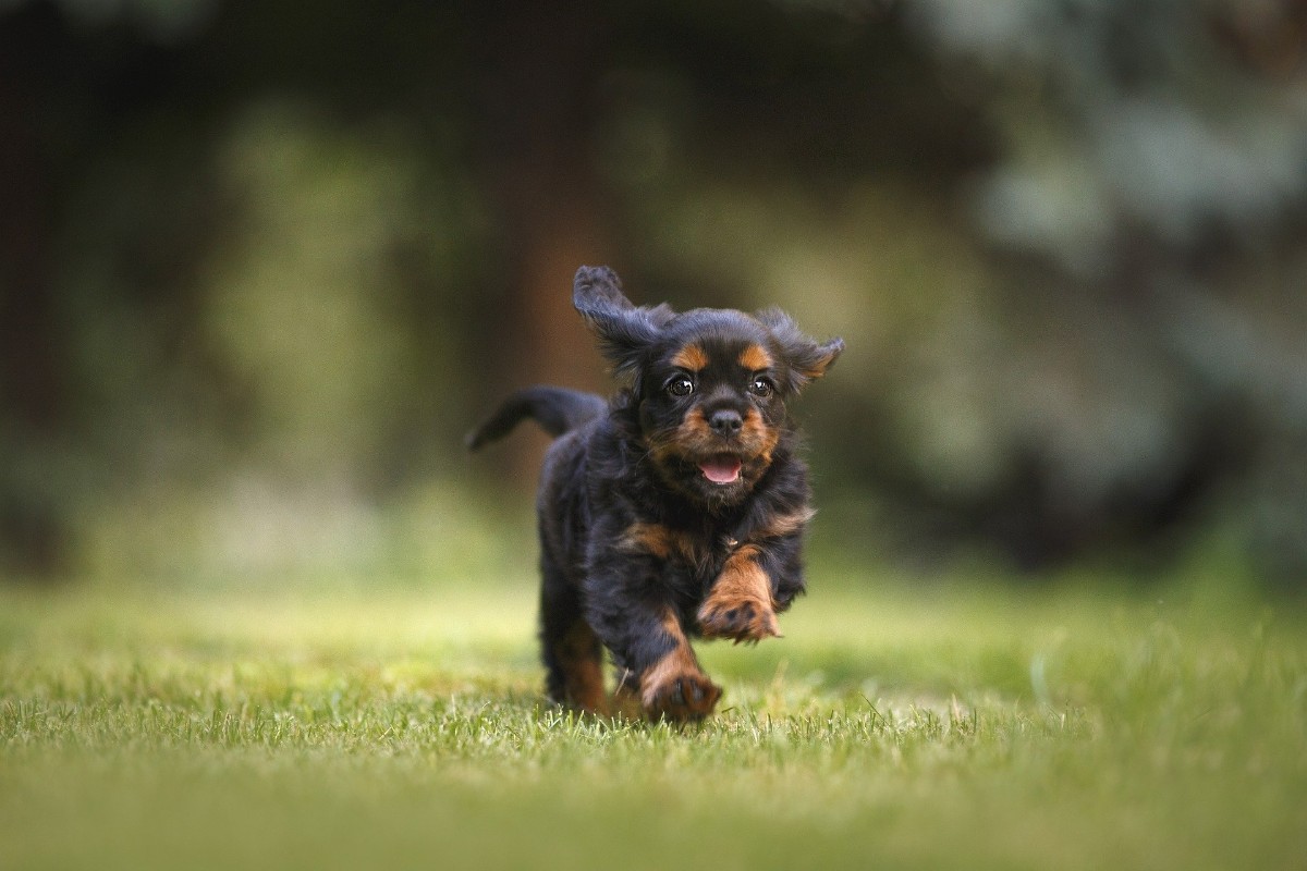 Come and join us for a SuPaw Stay this National Pet Month - it’s the only way to celebrate: fal.cn/3ntGW 

#DogFriendlyHotel #DogFriendly #LondonHotel