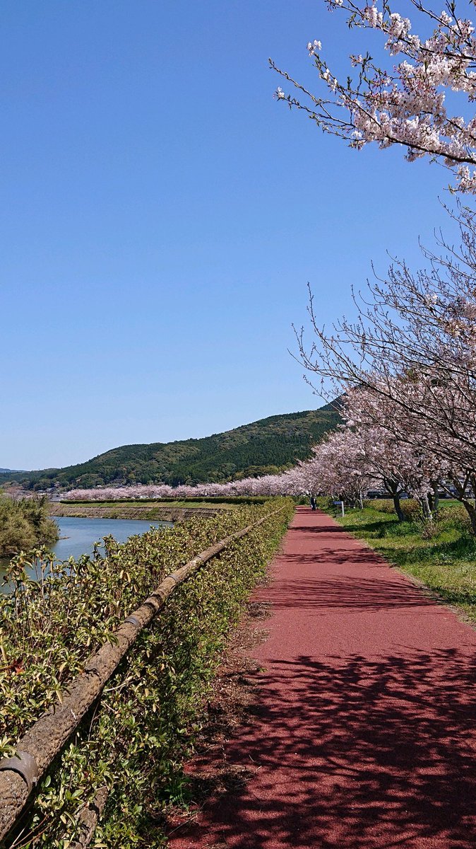 川棚 花見 桜 口コミ 評判 最新情報まとめ 素敵な旅行 観光スポット情報がきっと見つかる ナウティスgo