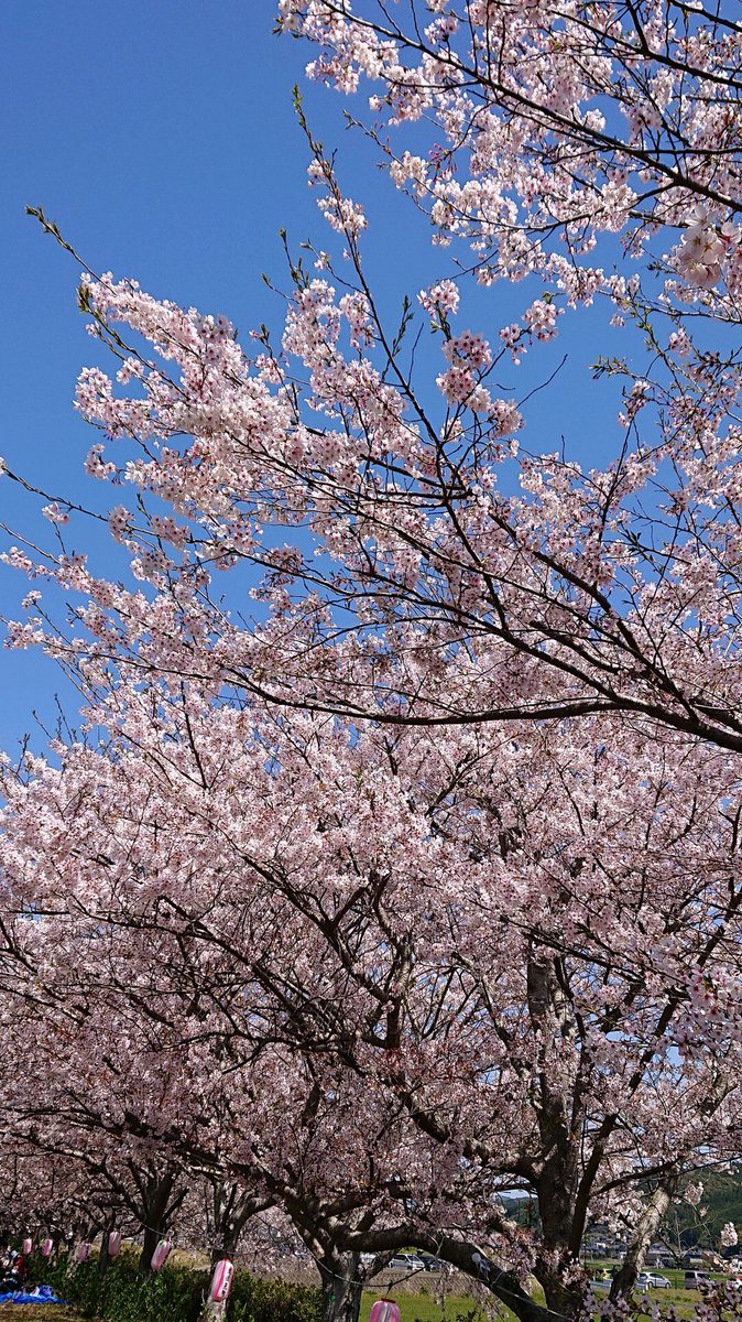 川棚 花見 桜 口コミ 評判 最新情報まとめ 素敵な旅行 観光スポット情報がきっと見つかる ナウティスgo