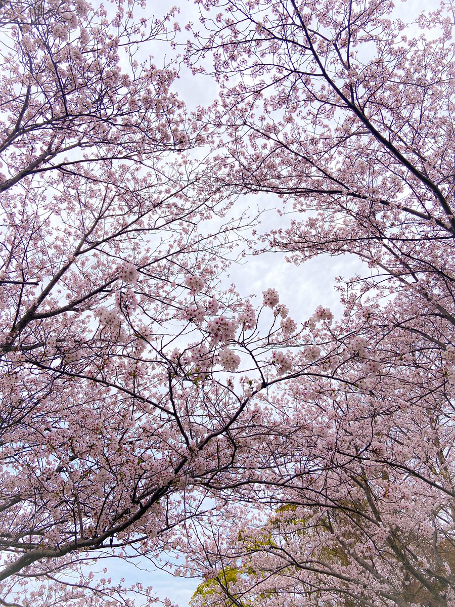 Dikyrahmann's tweet photo. okelah karna ini hanami terakhir, mari kita abadikan foto sakuranya 🌸 https://t.co/LtfDCiEHrp