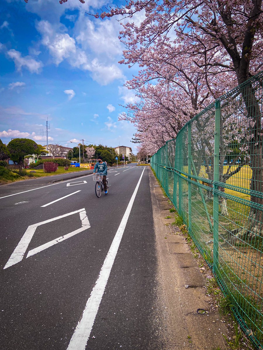 Dikyrahmann's tweet photo. okelah karna ini hanami terakhir, mari kita abadikan foto sakuranya 🌸 https://t.co/LtfDCiEHrp