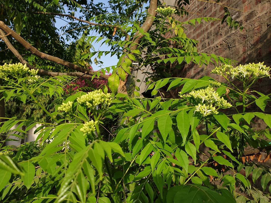 rosie_mann1's tweet image. Sweet neem tree 🌿

#currytree #home #Punjab
