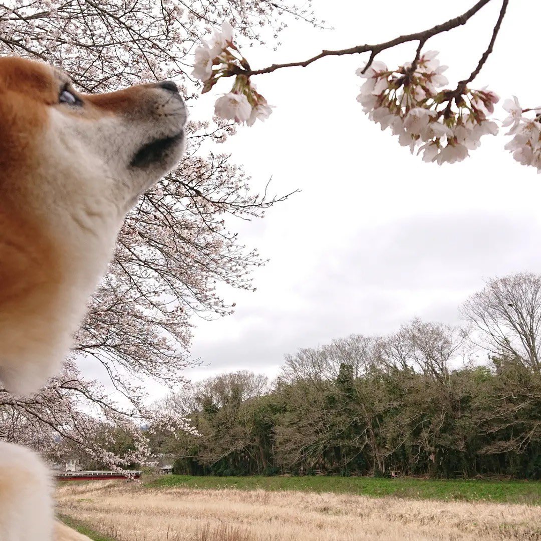 shibainukojirou's tweet photo. こじろうくんと桜🌸
#柴犬 #しばいぬ #柴犬のいる暮らし #桜 #桜が咲く場所行ってみた #桜満開 https://t.co/2nC1cOf3nN