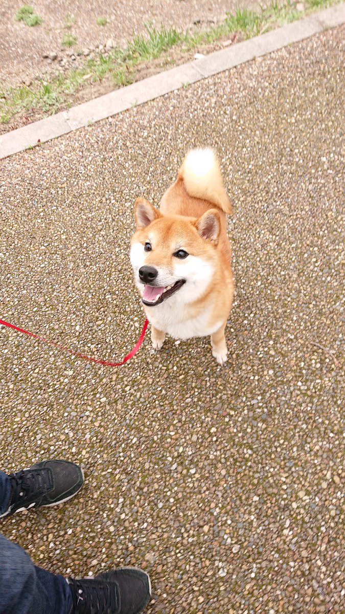 shibainukojirou's tweet photo. こじろうくんと桜🌸
#柴犬 #しばいぬ #柴犬のいる暮らし #桜 #桜が咲く場所行ってみた #桜満開 https://t.co/2nC1cOf3nN