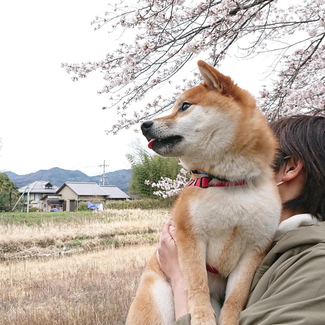 shibainukojirou's tweet photo. こじろうくんと桜🌸
#柴犬 #しばいぬ #柴犬のいる暮らし #桜 #桜が咲く場所行ってみた #桜満開 https://t.co/2nC1cOf3nN