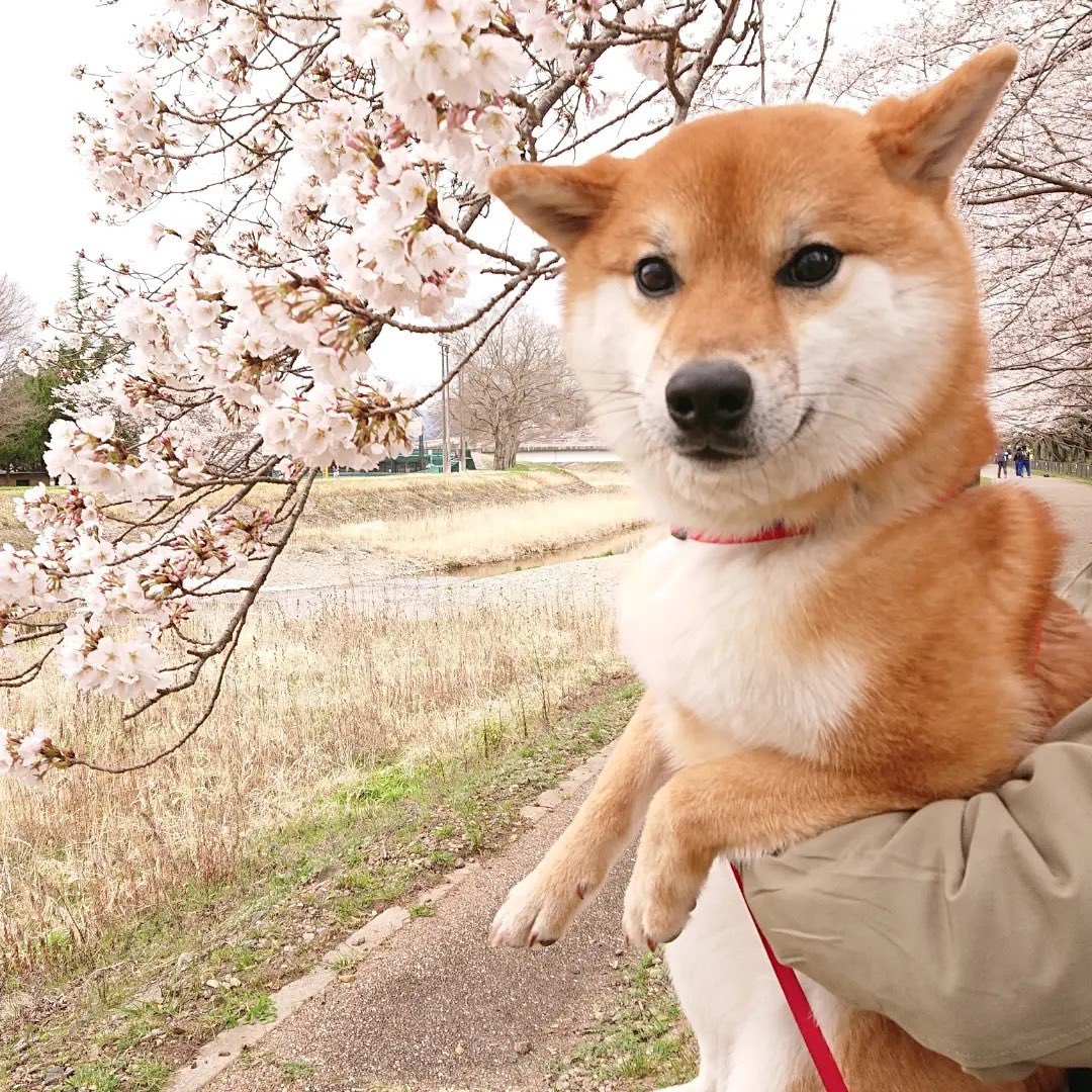 shibainukojirou's tweet photo. こじろうくんと桜🌸
#柴犬 #しばいぬ #柴犬のいる暮らし #桜 #桜が咲く場所行ってみた #桜満開 https://t.co/2nC1cOf3nN