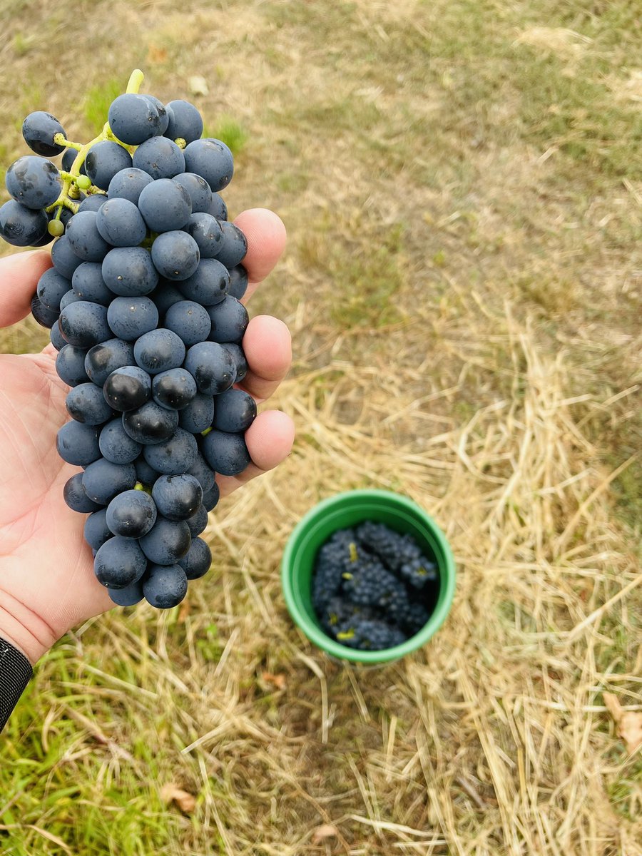 filfarina's tweet photo. Sampling some gorgeous #wrattonbully #shiraz and #cabsauv this arvo. Still a few weeks away from vintage https://t.co/UivVoHo4nJ