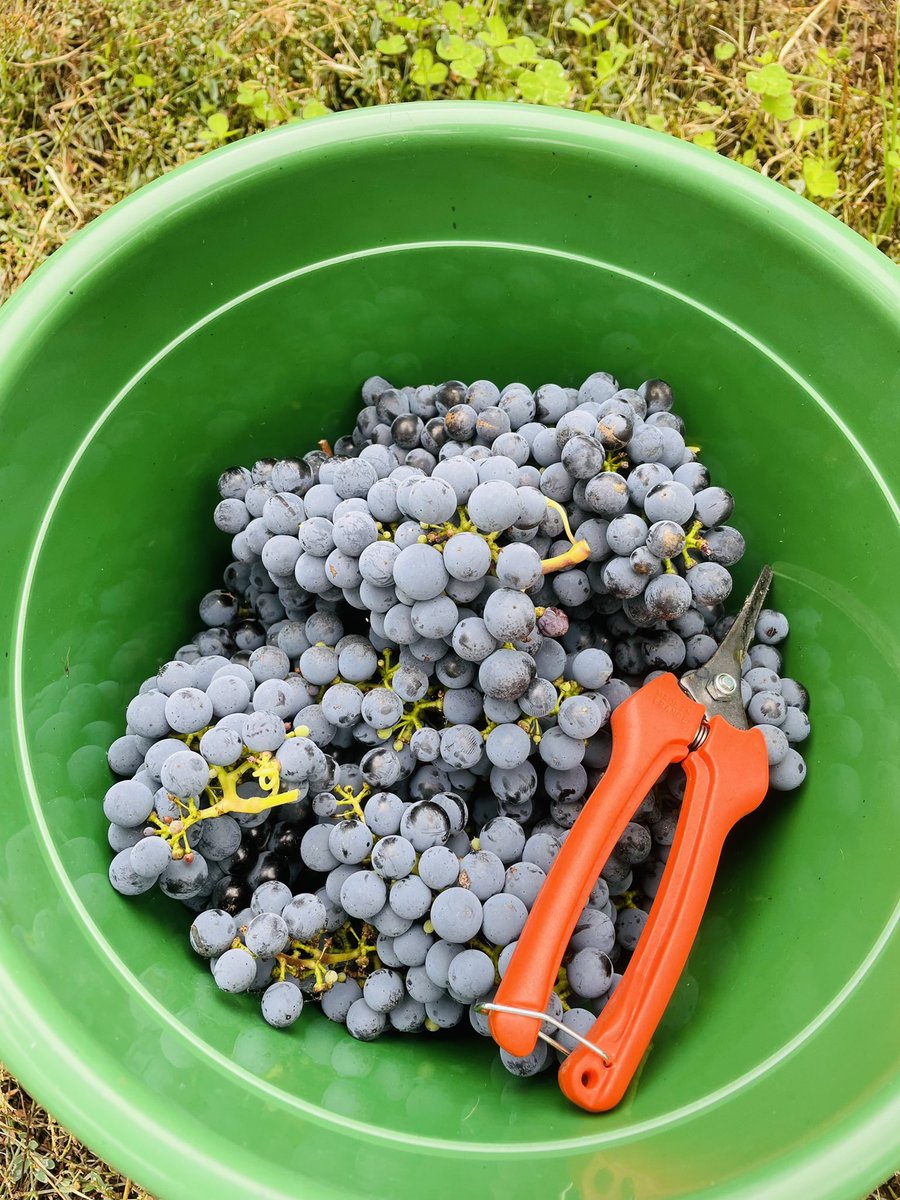 filfarina's tweet photo. Sampling some gorgeous #wrattonbully #shiraz and #cabsauv this arvo. Still a few weeks away from vintage https://t.co/UivVoHo4nJ