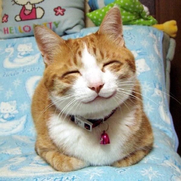 😸 #STRAYKIDS  #스트레이키즈  #LEEKNOW #리노