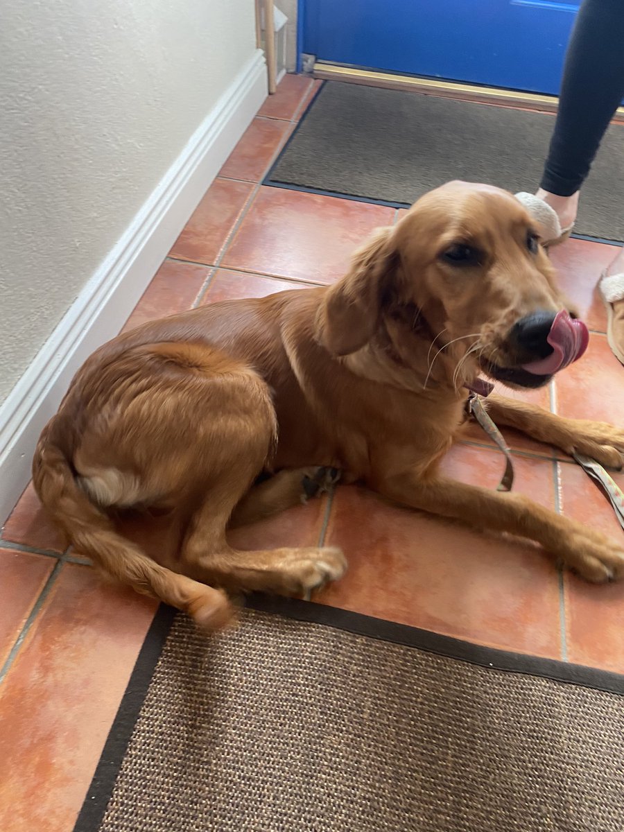 HannahSheehan_'s tweet image. Dog found in the Spa Glen Mallow area, please share!