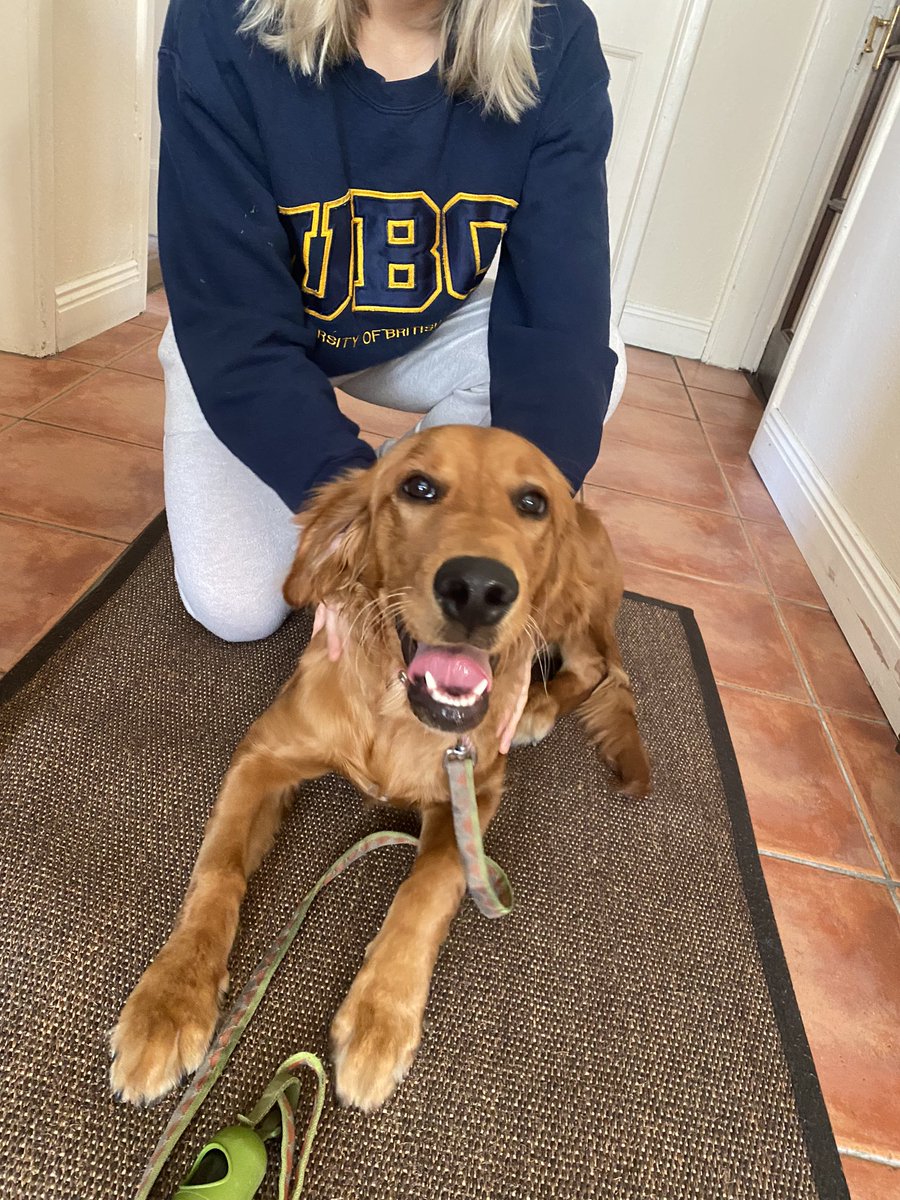 HannahSheehan_'s tweet image. Dog found in the Spa Glen Mallow area, please share!