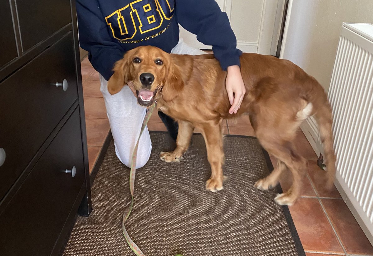 HannahSheehan_'s tweet image. Dog found in the Spa Glen Mallow area, please share!