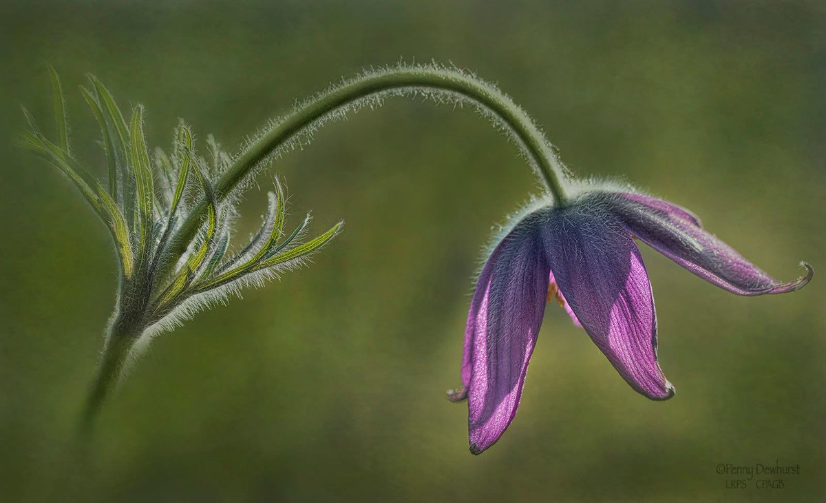 ConwyCameraClub's tweet photo. Conwy Camera Club Yesterday took part in the NWPA Print Battle. 11 Clubs battled it out and Conwy came 2nd Place missing out on 1st place by just 1 point.  Huge Congratulations to CCC Member Penny Dewhurst for Best Print with Backlit Pulsatilla. https://t.co/eeRjo5iBfY
