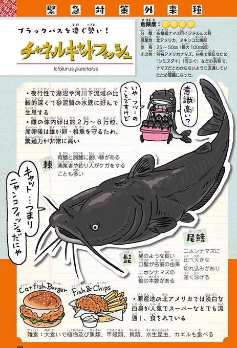 今夜のグリル厄介は、アメリカナマズという事で拙著『侵略!#外来いきもの図鑑』(https://t.co/wUlTyilmaS)より該当ページを抜粋。原産地の北米ではスーパーなどでも流通している外来種。が、この魚の拡大にも釣り人や業者の勝手な放流が関わっている。やはり一番厄介なのは人間。
#鉄腕DASH 